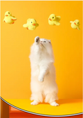 Automatic Moving Duck Cat Toy