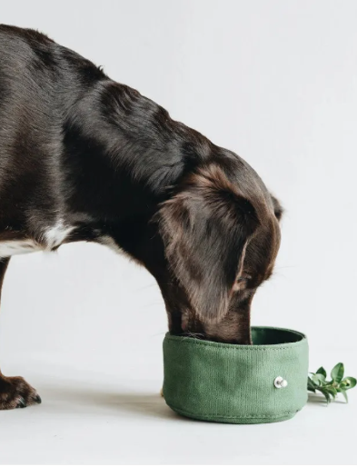 Foldable Dog Travel Bowl product image for dogs at Petcous