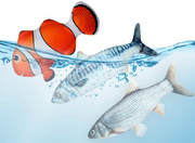 Electric Dancing Fish Cat Toy product photo 7 at Petcous