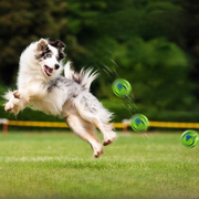 Giggle Sound Dog Chew Ball product photo 10 at Petcous
